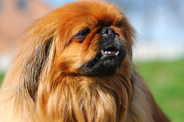 포토 JPG 해외이미지 동물 1 응시 새끼 포유류 자연 놀이 털 서기 사람없음 야외 초록색 반려동물 갈색 걷기 중국 우정 개 강아지 고독 작음 모피 솜털 생강 송곳니 양모 기르기 바보 유래 순혈 해외202310 해외포토 시선 감정 아시아 컬러 채소 모션 친구 직물 치아 크기 생태계 돌봄 파일형식
