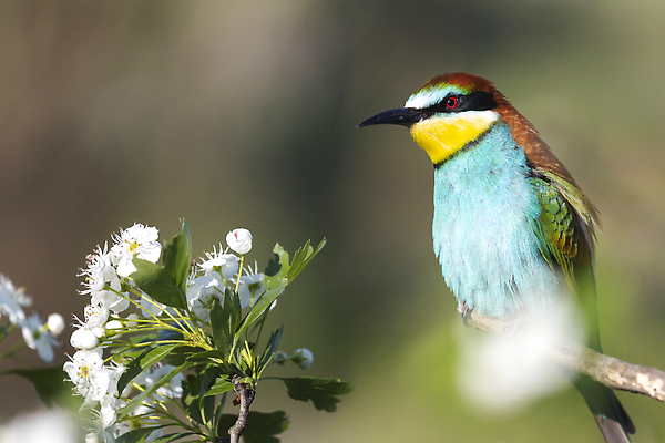 포토 JPG 해외이미지 동물 디자인 공원 남자 실루엣 아시아 야생동물 백그라운드 컨셉 오렌지 태국 자연 조류 하늘 추상 사람없음 야외 장식 초록색 파란색 컬러풀 뷰티 노란색 검은색 자유 흰색 나뭇가지 그룹 작음 수집 깃털 오브젝트 부리 고립 동물상 엘리먼트 해외202310 해외포토 나무 공공시설 나라 컬러 무늬 과일 촬영기법 사람 조형물 크기 생태계 파일형식