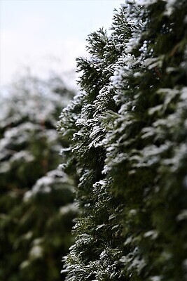 포토 JPG 해외이미지 식물 계절 잎 겨울 자연 사람없음 야외 초록색 울타리 환경 추위 나뭇가지 서리 해외202310 해외포토 나무 컬러 담장 생태계 파일형식