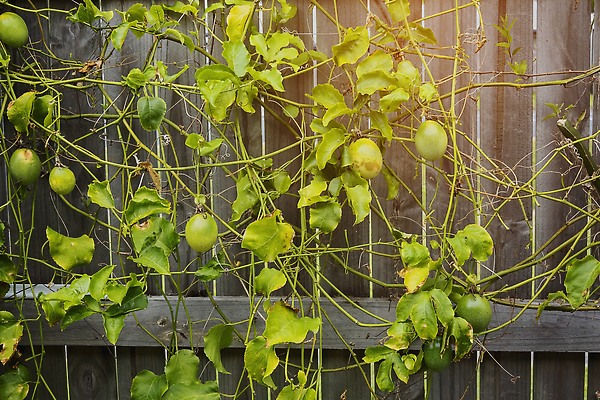 포토 JPG 해외이미지 나무 식물 계절 음식 백그라운드 잎 농업 과일 자연 사람없음 야외 목재 초록색 울타리 농장 노란색 정원 수확 성장 흰색 나뭇가지 신선 유기농 열정 포도나무 내추럴 수목 해외202310 해외포토 웰빙 감정 산업 컬러 재료 담장 과일나무 생태계 파일형식