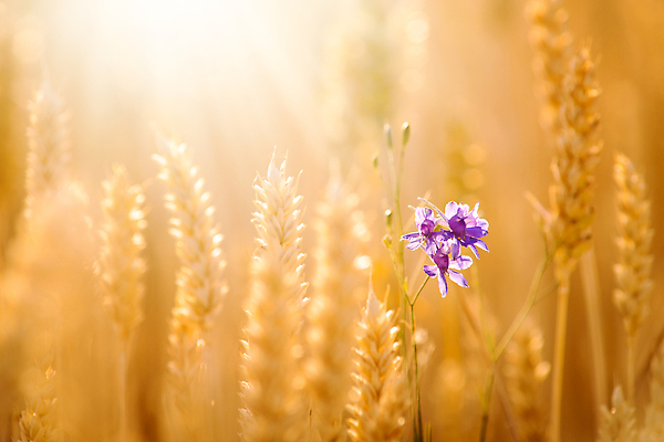 포토 JPG 해외이미지 식물 구름 1 계절 꽃 음식 백그라운드 컨셉 밭 농업 자연 아침 불꽃 파노라마 씨앗 풍경 사람없음 야외 여름 빛 농작물 컬러풀 햇빛 태양 농장 노란색 일출 일몰 성장 시골 황금 낟알 시리얼 밀 제비꽃 귀 밭일 호밀 수평선 해외202310 해외포토 주간 자연요소 산업 컬러 불 곡류 촬영기법 신체부위 노을 생태계 파일형식
