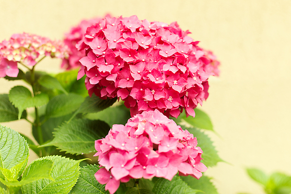 포토 JPG 해외이미지 식물 계절 꽃잎 꽃 분홍색 컬러 백그라운드 꽃무늬 자연 사람없음 뷰티 정원 봄 벚꽃 신선 개화 닫기 소프트포커스 다발 원예 수국 내추럴 블러 해외202310 해외포토 무늬 모션 촬영기법 취미 생태계 파일형식