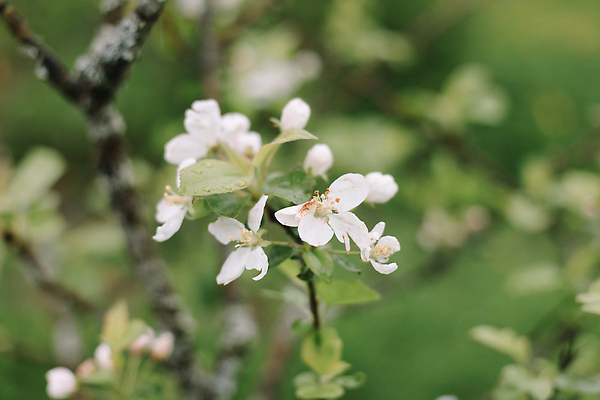 포토 JPG 해외이미지 나무 식물 계절 꽃잎 꽃 분홍색 잎 꽃무늬 자연 벽지 사람없음 야외 뷰티 정원 맑음 봄 낭만 벚꽃 나뭇가지 신선 개화 체리 사과 소프트포커스 5월 원예 질감 보케 꽃가루 부드러움 내추럴 해외202310 해외포토 컬러 컨셉 무늬 과일 날씨 촬영기법 취미 감각 날짜 가루 생태계 파일형식