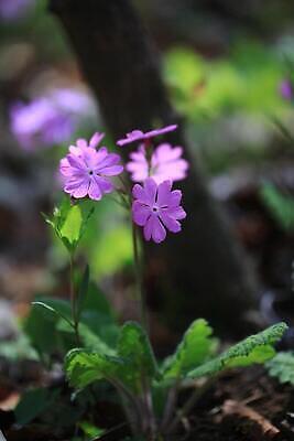 포토 JPG 해외이미지 식물 꽃잎 꽃 분홍색 잎 사람없음 봄 들꽃 제라늄 프리뮬러 해외202310 해외포토 계절 컬러 파일형식