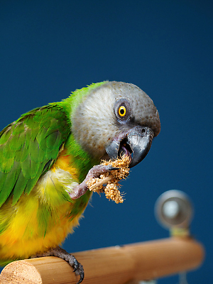포토 JPG 해외이미지 동물 남자 야생동물 음식 컬러 백그라운드 자연 조류 생물 동물원 종류 서기 앉기 사람없음 초록색 파란색 반려동물 컬러풀 뷰티 노란색 우주 상점 거울 회색 나뭇가지 먹기 깃털 경계 생물학 부리 앵무새 슛 멸종 수수 이국적 잉꼬 지능 해외202310 해외포토 나무 교육 모션 사람 생태계 파일형식