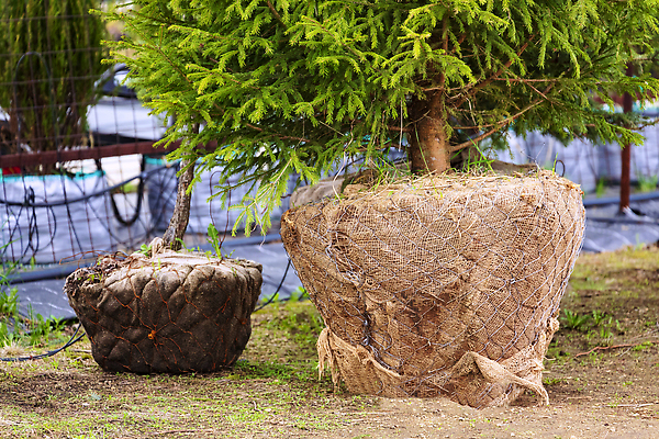 포토 JPG 해외이미지 나무 식물 꽃무늬 농업 비즈니스 자연 사람없음 장식 초록색 농장 농경지 판매 세일 상점 정원 흙 놀이방 성장 아기 소나무 시장 구매 컨테이너 진열장 원예 상록수 침엽수 전나무 소매 내추럴 난쟁이 모종 묘목 밭일 심기 온실 가문비나무 많음 세련 해외202310 해외포토 꽃 산업 컬러 컨셉 무늬 모션 사람 취미 쇼핑 생태계 파일형식