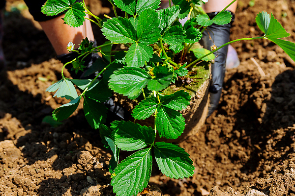 포토 JPG 해외이미지 식물 계절 열매 잎 자연 딸기 건강 취미 사람없음 야외 장식 초록색 노란색 마을 정원 성장 나뭇가지 시골 신선 냄비 농부 컨테이너 다발 삽 허브 관목 원예 내추럴 원예사 세련 해외202310 해외포토 나무 직업 산업 컬러 과일 솥 생태계 파일형식