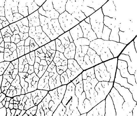 EPS 해외이미지 모양 식물 디자인 계절 백그라운드 잎 패턴 일러스트 자연 장식 초록색 세트 환경 검은색 봄 흰색 신선 신용카드 묘사 오브젝트 유기농 생태계 질감 정맥 고립 벡터 해외202310 해외일러스트 웰빙 컬러 무늬 금융 혈관 파일형식