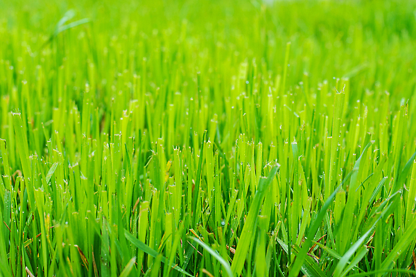 포토 JPG 해외이미지 디자인 백그라운드 가정 자연 건강 풍경 잔디 사람없음 장식 정원 흙 젖음 신선 계획 큼 이발 원예 질감 돌봄 뒤뜰 해외202310 해외포토 식물 컨셉 모션 취미 크기 생태계 파일형식