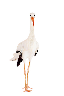 포토 JPG 해외이미지 동물 척추동물 1 야생동물 백그라운드 오렌지 학교 조류 생물 요정 실내 이야기 사람없음 옆모습 빨간색 세로 뷰티 검은색 임신 흰색 아기 신생아 출산 우아함 습지 자르기 기적 심볼 순수 깃털 부리 슛 철새 고립 황새 해외202310 해외포토 교육 뷰포인트 컬러 컨셉 과일 모션 사람 내부 파일형식