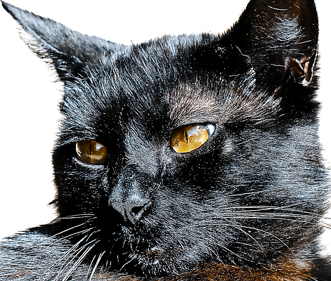 포토 JPG 해외이미지 털 사람없음 반려동물 검은색 고양이 할로윈 귀 해외202310 해외포토 동물 컬러 포유류 신체부위 파일형식