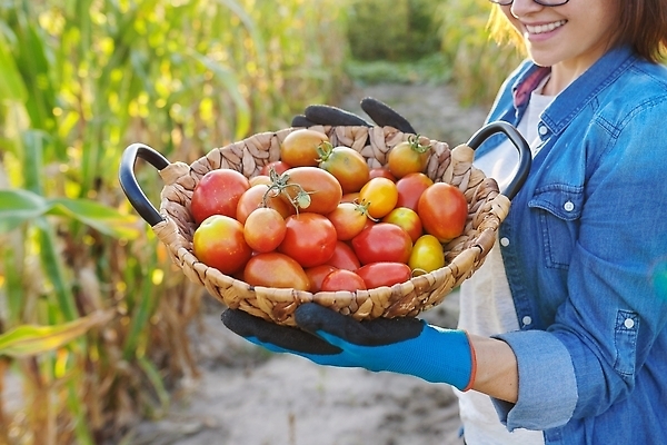 포토 JPG 해외이미지 식물 백인 라이프스타일 손 여자 음식 밭 농업 토마토 채소 자연 건강 한명 사람 취미 야외 빨간색 뷰티 농장 바구니 정원 농사 수확 성장 시골 신선 잡기 닫기 선택 농부 유기농 원예 내추럴 뒤뜰 바이오 밭일 숙성 원예사 해외202310 해외포토 서양인 직업 1 웰빙 산업 컬러 컨셉 모션 생활 신체부위 생태계 파일형식