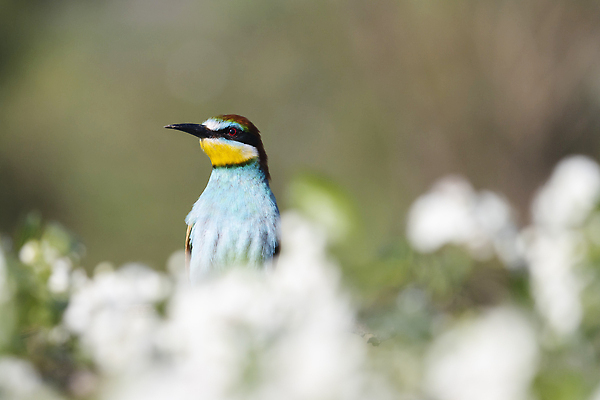 포토 JPG 해외이미지 동물 디자인 공원 남자 실루엣 아시아 야생동물 백그라운드 컨셉 오렌지 태국 자연 조류 하늘 추상 사람없음 야외 장식 초록색 파란색 컬러풀 뷰티 노란색 검은색 자유 흰색 나뭇가지 그룹 작음 수집 깃털 오브젝트 부리 고립 동물상 엘리먼트 해외202310 해외포토 나무 공공시설 나라 컬러 무늬 과일 촬영기법 사람 조형물 크기 생태계 파일형식