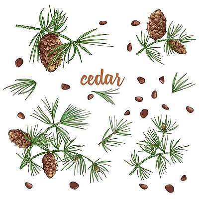 EPS 해외이미지 크리스마스 겨울 일러스트 사람없음 솔방울 솔잎 잣 해외202310 해외일러스트 계절 기념일 잎 견과류 파일형식 벡터