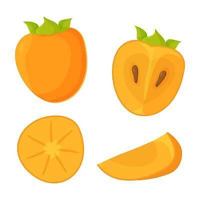 EPS 해외이미지 디자인 계절 음식 컬러 조각 농업 다이어트 오렌지 과일 일러스트 재료 자연 디저트 건강 감 미술 동양인 세트 컬러풀 노란색 신선 달콤 맛 만화 수집 심볼 오브젝트 유기농 날것 내추럴 숙성 엘리먼트 이국적 채식주의자 벡터 맛있는 해외202310 해외일러스트 웰빙 산업 컨셉 문화예술 인종 생태계 채식 파일형식