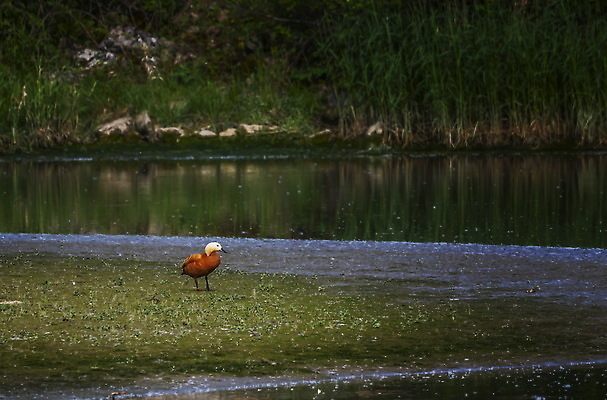 포토 JPG 해외이미지 동물 공원 여자 남자 호수 야생동물 백그라운드 오렌지 자연 조류 오리 종류 성인 사람없음 야외 빨간색 초록색 물 강 컬러풀 뷰티 갈색 연못 습지 깃털 싱글 부리 물새 서식지 내추럴 동물상 해외202310 해외포토 자연요소 공공시설 컬러 과일 사람 조형물 생태계 파일형식