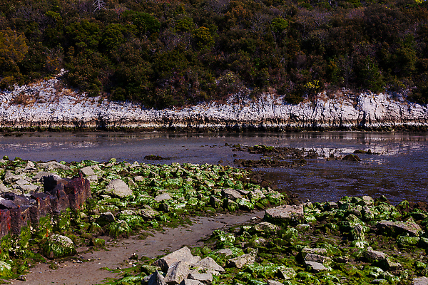 포토 JPG 해외이미지 나무 여행 자연 풍경 사람없음 야외 목재 초록색 물 강 뷰티 환경 이탈리아 나뭇가지 숲 사인 은행 생태계 운하 석호 세기 숭배 옛날 해외202310 해외포토 자연요소 식물 유럽 컬러 재료 모션 금융 파일형식
