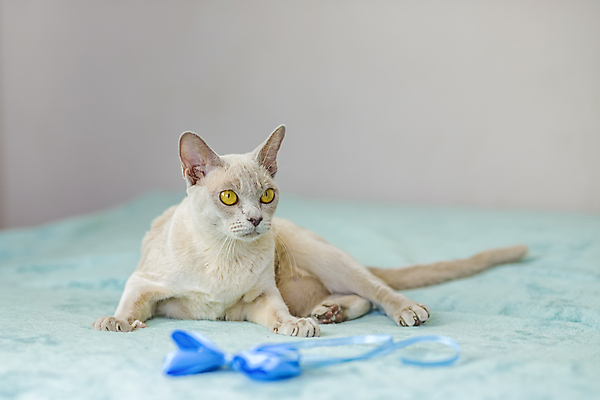 포토 JPG 해외이미지 사람없음 파란색 장난감 귀여움 고양이 해외202310 해외포토 컬러 컨셉 포유류 반려동물 파일형식