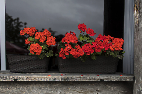 포토 JPG 해외이미지 식물 손 꽃 분홍색 꽃무늬 자연 사람 사람없음 야외 목재 빨간색 초록색 상자 컬러풀 정원 봄 벚꽃 잡기 업무 개화 나무상자 꽃집 원예 원예사 제라늄 그리너리 해외202310 해외포토 나무 직업 계절 컬러 무늬 재료 모션 취미 신체부위 상점 작업 생태계 파일형식 트랜드컬러