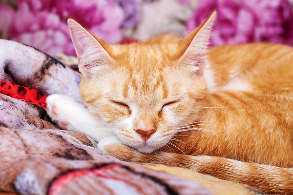 포토 JPG 해외이미지 동물 1 포즈 백그라운드 오렌지 포유류 자연 휴식 주택 털 피곤 사랑 사람없음 빨간색 반려동물 뷰티 귀여움 고양이 흰색 표현 잠 모피 얼룩무늬 솜털 생강 거짓말 안락 해외202310 해외포토 감정 컬러 컨셉 무늬 채소 과일 건물 생태계 파일형식