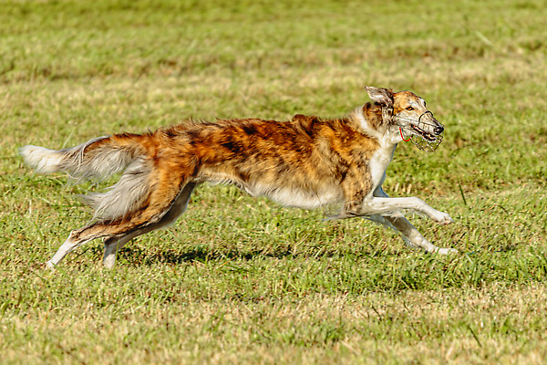 포토 JPG 해외이미지 동물 1 공원 감정 스포츠 밭 모션 놀이 건강 사람없음 야외 초록색 반려동물 달리기 뷰티 걷기 정원 점프 경쟁 에너지 게임 시골 레이싱 잡기 개 유혹 속도 사냥 송곳니 기르기 전력질주 챔피언 순혈 해외202310 해외포토 공공시설 컬러 컨셉 농업 포유류 시합 치아 돌봄 파일형식