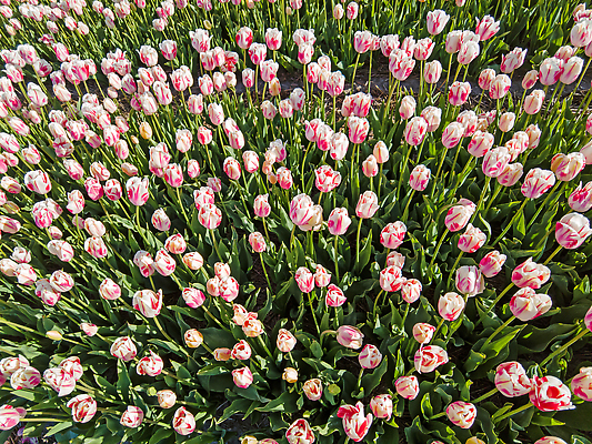 포토 JPG 해외이미지 식물 전통 계절 꽃 문화 줄기 분홍색 여행 잎 꽃무늬 밭 농업 자연 풍경 사람없음 야외 뷰티 농경지 봄 튤립 벚꽃 시골 개화 그룹 네덜란드 원예 많음 해외202310 해외포토 유럽 산업 컬러 컨셉 무늬 취미 농장 생태계 파일형식