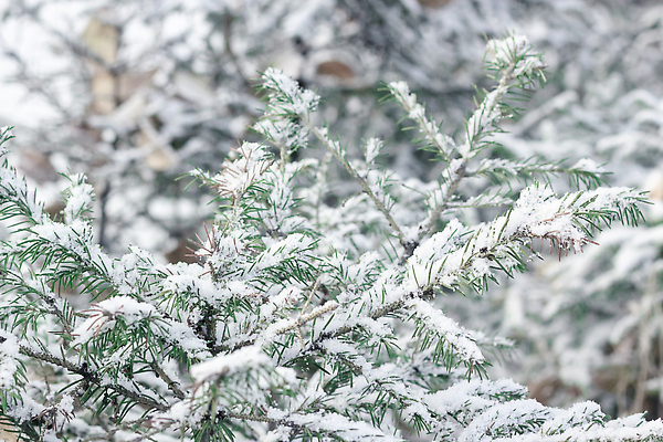 포토 JPG 해외이미지 나무 계절 포스터 조각 백그라운드 크리스마스 겨울 자연 벽지 날씨 사람없음 초록색 빛 뷰티 냉동 얼음 추위 흰색 나뭇가지 신선 눈송이 숲 질감 서리 장면 상록수 침엽수 전나무 내추럴 삼림지대 폭설 눈내림 가문비나무 해외202310 해외포토 자연요소 식물 기념일 컬러 눈_날씨 자연재해 생태계 파일형식