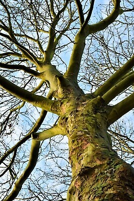 포토 JPG 해외이미지 나무 식물 계절 공원 백그라운드 겨울 자연 사람없음 야외 빛 태양 환경 맑음 닫기 숲 해외202310 해외포토 자연요소 공공시설 모션 날씨 생태계 파일형식