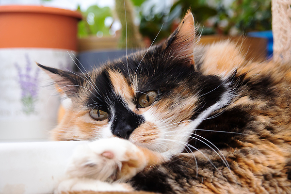 포토 JPG 해외이미지 동물 1 응시 얼굴 컬러 백그라운드 오렌지 자연 추상 털 실내 성인 사람없음 초록색 여름 빛 반려동물 컬러풀 뷰티 노란색 머리 우주 검은색 고양이 어둠 줄무늬 활발 흰색 닫기 작음 솜털 내추럴 기르기 해외202310 해외포토 시선 계절 컨셉 무늬 과일 포유류 모션 사람 내부 신체부위 크기 생태계 돌봄 파일형식