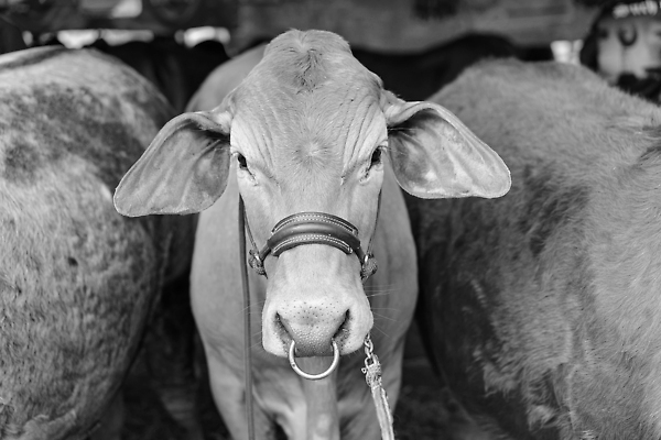 포토 JPG 해외이미지 동물 전통 응시 얼굴 밧줄 농업 교실 종류 이벤트 사람없음 농장 갈색 머리 축제 가축 경쟁 목장 전시 운전 소고기 시골 반지 소 시장 닫기 주식 묶기 전시회 상패 황소 코 쇼 법관 공평 대회 기르기 밭일 표준 해외202310 해외포토 시선 교육 산업 줄 컬러 컨셉 장신구 포유류 학교 모션 육류 신체부위 금융 법률가 상_우승 돌봄 파일형식