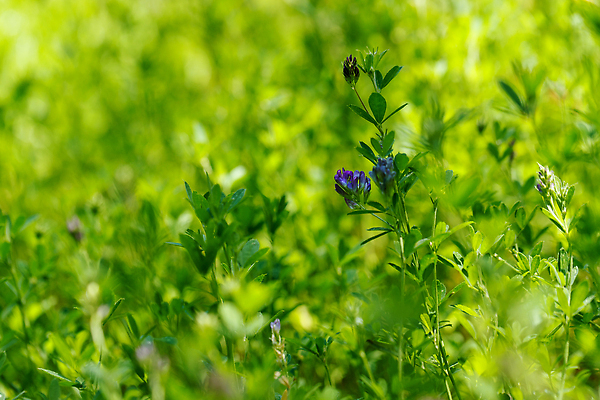 포토 JPG 해외이미지 모양 식물 계절 꽃 컬러 백그라운드 잎 꽃무늬 패턴 밭 자연 아침 풍경 사람없음 야외 초록색 여름 뷰티 노란색 정원 보라색 봄 들꽃 벚꽃 신선 개화 행운 클로버 허브 제비꽃 내추럴 그리너리 해외202310 해외포토 주간 컨셉 무늬 농업 생태계 파일형식 트랜드컬러