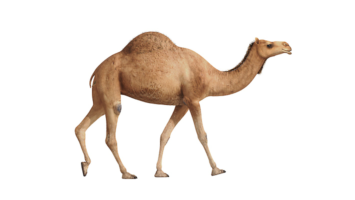 포토 JPG 해외이미지 동물 실루엣 아시아 야생동물 모래 스포츠 여행 백그라운드 교통시설 아프리카 자연 건조 사람없음 초록색 달리기 갈색 3D 걷기 스크린 가축 경기장 사막 고리 호주 군중 이슬람교 낙타 아라비아 혹 사하라 사우디아라비아 아랍에미리트 고립 아랍어 채널 카라반 크로마키 해외202310 해외포토 나라 종교 컬러 교통 중동 포유류 스포츠시설 모션 촬영기법 사람 오세아니아 디지털합성 시설 생태계 캠핑카 파일형식