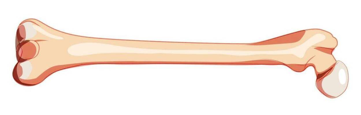 EPS 해외이미지 모델 여자 교육 남자 포스터 신체 일러스트 해부 호박 뼈 골격 건강 사람 세트 약 3D 흰색 조직 플랫 수집 그림 생물학 골다공증 시스템 고립 돌봄 양발 연골 정형외과 벡터 현실 해외202310 해외일러스트 컬러 채소 의학 모션 병원 질병 디지털합성 파일형식