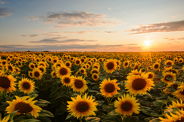 포토 JPG 해외이미지 식물 계절 꽃잎 꽃 잎 꽃무늬 밭 농업 자연 하늘 해바라기 따뜻함 사람없음 야외 초록색 빛 컬러풀 햇빛 태양 뷰티 농장 노란색 일출 맑음 일몰 성장 벚꽃 광선 시골 개화 저녁 장면 천국 내추럴 밭일 해외202310 해외포토 자연요소 산업 컬러 무늬 날씨 노을 야간 생태계 파일형식