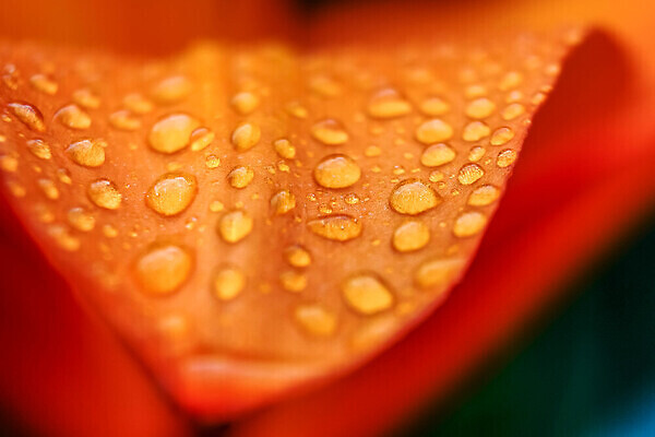 포토 JPG 해외이미지 식물 꽃잎 꽃 줄기 컬러 꽃다발 백그라운드 잎 꽃무늬 오렌지 자연 사람없음 장식 초록색 물 컬러풀 뷰티 머리 정원 봄 줄무늬 활발 젖음 벚꽃 물방울 신선 개화 호랑이 우아함 떨어짐 이슬 빗방울 묘사 꽃가루 내추럴 꽃수술 해외202310 해외포토 자연요소 계절 컨셉 무늬 과일 포유류 신체부위 비_날씨 가루 생태계 파일형식