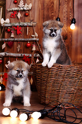 포토 JPG 해외이미지 스튜디오촬영 동물 새끼 포유류 털 함께함 실내 3 사람없음 야외 가로 초록색 반려동물 뷰티 갈색 일본 흰색 아기 그룹 개 강아지 밤 작음 모피 솜털 송곳니 기르기 카피스페이스 순종 순혈 해외202310 해외포토 아시아 컬러 컨셉 사람 내부 공백 견과류 치아 크기 왕 돌봄 파일형식