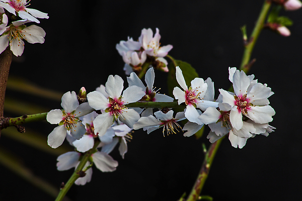 포토 JPG 해외이미지 나무 식물 계절 꽃잎 꽃 분홍색 컬러 백그라운드 꽃무늬 농업 과일 자연 하늘 사람없음 빛 뷰티 농장 맑음 봄 견과류 성장 벚꽃 흰색 나뭇가지 개화 닫기 꿀벌 수분 과수원 꽃가루 아몬드 꿀 꽃수술 밭일 필라멘트 스타일 해외202310 해외포토 산업 무늬 모션 날씨 벌_곤충 가루 생태계 파일형식