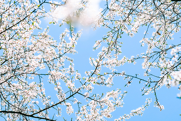 포토 JPG 해외이미지 나무 하늘색 백그라운드 자연 하늘 사람없음 벚꽃 화려 해외202310 해외포토 식물 꽃 컨셉 파란색 생태계 파일형식