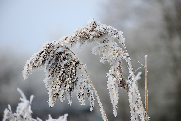 포토 JPG 해외이미지 식물 겨울 자연 사람없음 냉동 얼음 추위 흰색 서리 온도 해외202310 해외포토 자연요소 계절 컬러 생태계 파일형식