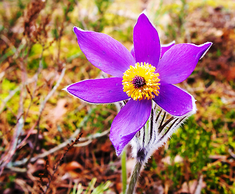 포토 JPG 해외이미지 꽃 잎 자연 사람없음 보라색 화려 원예 해외202310 해외포토 식물 컬러 컨셉 취미 생태계 파일형식