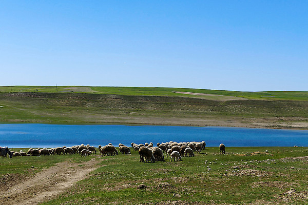 포토 JPG 해외이미지 동물 밭 포유류 하늘 함께함 사람없음 야외 초록색 농장 농경지 종 시골 양 군중 방목 양고기 양모 해외202310 해외포토 컬러 컨셉 농업 육류 사람 직물 축산업 파일형식