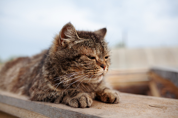 포토 JPG 해외이미지 동물 한마리 응시 행복 얼굴 백그라운드 포유류 자연 탁자 휴식 수염 주택 털 앉기 사람없음 야외 목재 여름 반려동물 뷰티 정원 고양이 회색 잠 작음 모피 호기심 낮잠 얼룩무늬 솜털 거짓말 해외202310 해외포토 나무 1 시선 계절 감정 컬러 가구 컨셉 무늬 재료 모션 건물 신체부위 크기 생태계 파일형식