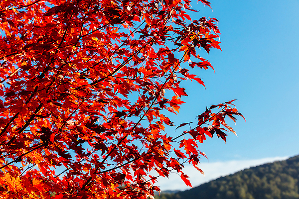 포토 JPG 해외이미지 식물 계절 공원 컬러 단풍 잎 오렌지 자연 풍경 사람없음 야외 빨간색 빛 컬러풀 햇빛 태양 뷰티 노란색 환경 맑음 일몰 활발 가을 시골 황금 호주 숲 장면 내추럴 해외202310 해외포토 자연요소 공공시설 컨셉 과일 날씨 노을 오세아니아 생태계 파일형식