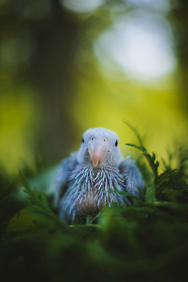 포토 JPG 해외이미지 식물 동물 척추동물 응시 여자 야생동물 컬러 조류 생물 동물원 서기 사람없음 옆모습 파란색 반려동물 컬러풀 활발 젖음 촉촉함 나뭇가지 작음 깃털 호기심 싱글 앵무새 노려봄 강렬 암탉 이국적 잉꼬 해외202310 해외포토 나무 시선 감정 뷰포인트 컨셉 모션 표정 사람 닭 크기 암컷 파일형식