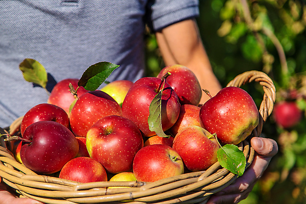 포토 JPG 해외이미지 주간 서양인 남자 잎 자연 한명 들기 상반신 성인 야외 앞모습 바구니 신선 사과 농부 과수원 사과농장 성인남자한명만 해외202310 해외포토 자연요소 외국인 식물 직업 1 뷰포인트 농업 과일 모션 사람 농장 생태계 남자한명만 성인남자만 파일형식