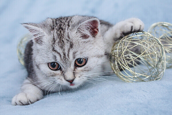 포토 JPG 해외이미지 동물 1 배너 포스터 백그라운드 베개 휴가 주택 실내 사랑 사람없음 책 반려동물 스터디 뷰티 갈색 우주 고양이 공백 회색 흰색 침대 아기 잠 달콤 강아지 작음 담요 만족 낮잠 얼룩무늬 거짓말 고립 기르기 카피스페이스 안락 순혈 해외202310 해외포토 감정 컬러 가구 컨셉 무늬 포유류 침구 사람 내부 건물 학습 개 맛 크기 돌봄 파일형식