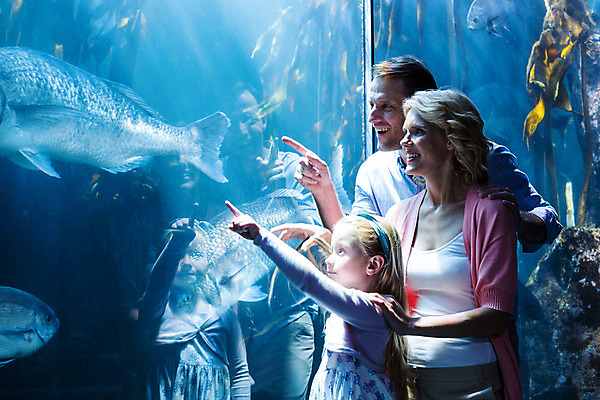 포토 JPG 해외이미지 동물 백인 라이프스타일 손 응시 여자 남자 딸 어린이 바다 40대 중년 손가락 자연 유리 엄마 실내 사랑 어류 세명 물 파란색 빛 부모 환경 수중 수영 기쁨 가리킴 관찰 아빠 큼 즐거움 사인 호기심 생물학 수족관 보여주기 해외202004 해외포토 자연요소 서양인 시선 교육 감정 컬러 컨셉 가족 모션 재질 사람 손짓 성인 내부 생활 신체부위 수중동물 수상스포츠 크기 생태계 파일형식