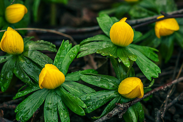 포토 JPG 해외이미지 식물 계절 꽃잎 꽃 백그라운드 잎 겨울 자연 날씨 부활절 사랑 사람없음 장식 초록색 빛 컬러풀 노란색 정원 맑음 봄 젖음 촉촉함 벚꽃 신선 개화 숲 이슬 작음 4월 속도 1월 내추럴 2월 처음 해외202004 해외포토 기념일 감정 컬러 날짜 크기 생태계 파일형식