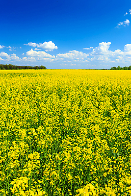 포토 JPG 해외이미지 구름 계절 꽃 줄기 밭 농업 자연 하늘 풍경 초원 사람없음 초록색 여름 파란색 햇빛 농장 농경지 노란색 경작 농사 맑음 봄 수확 성장 벚꽃 시골 개화 유채 조경 장면 강렬 밭일 카놀라 세련 해외202004 해외포토 자연요소 식물 산업 컬러 날씨 태양 생태계 파일형식