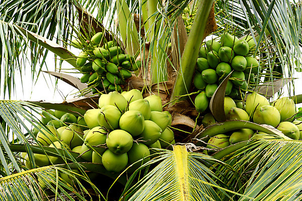 포토 JPG 해외이미지 나무 식물 음료 음식 컨셉 잎 과일 재료 태국 자연 건강 손바닥 동양인 사람없음 야외 장식 초록색 여름 햇빛 우유 견과류 신선 오픈 그룹 달콤 먹기 유기농 질감 날것 코코넛 내추럴 떠남 이국적 해외202004 해외포토 손 웰빙 계절 아시아 컬러 모션 유제품 인종 태양 맛 생태계 파일형식